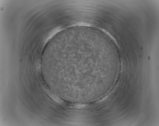 X0000084051266200703022205