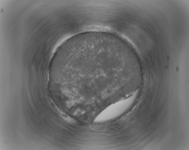 X0000084051267200703022205