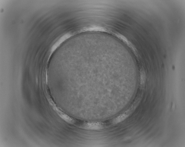 X0000084051274200703022205