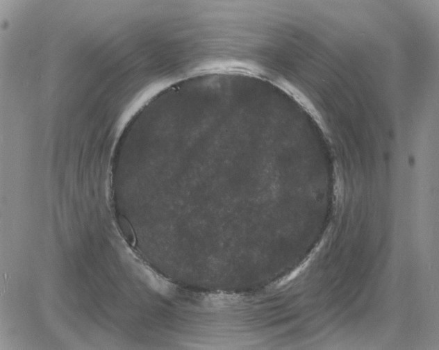 X0000084051277200703022205