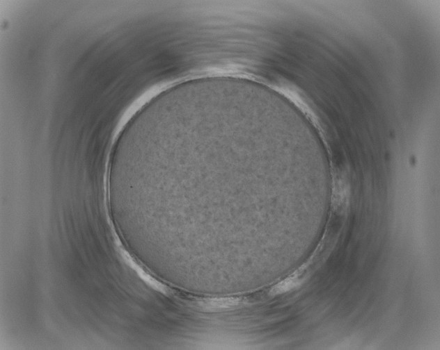 X0000084051294200703022205