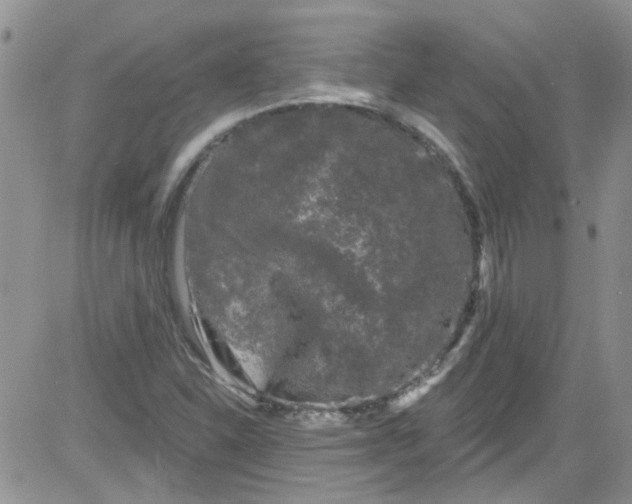 X0000084051310200703022204