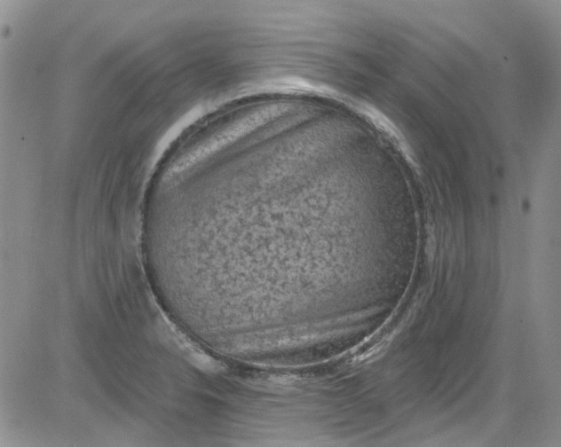 X0000084051326200703022205