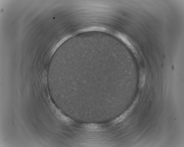 X0000084051329200703022205