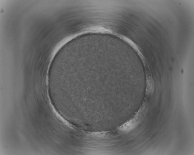 X0000084051335200703022205