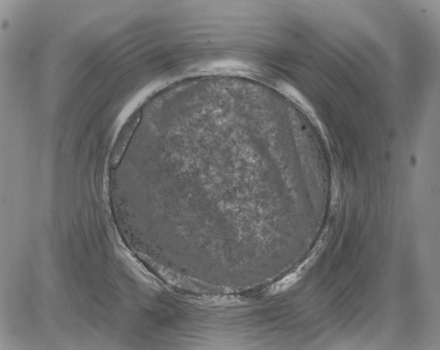 X0000084051336200703022205