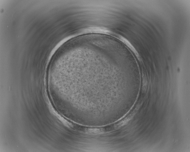 X0000084051339200703022205