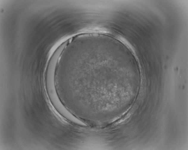 X0000084051344200703022205