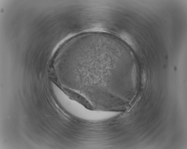 X0000084051356200703022204