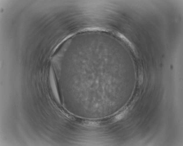 X0000084051361200703022204