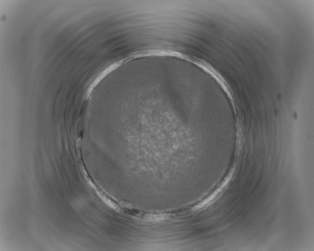 X0000084051385200703022203