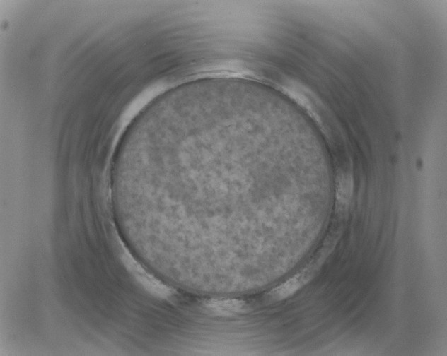 X0000084051466200703022202