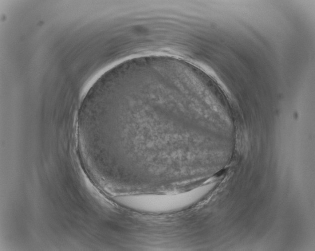 X0000084051524200703022201