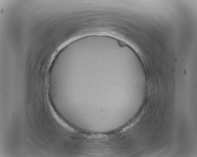 X0000084051526200703022201