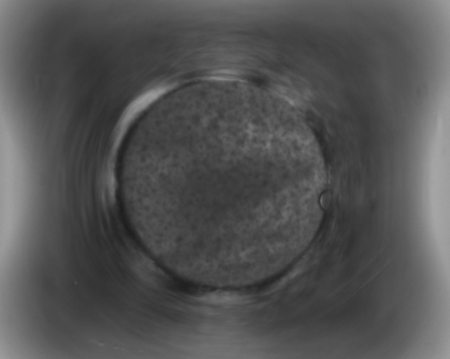 X0000084050294200703092058