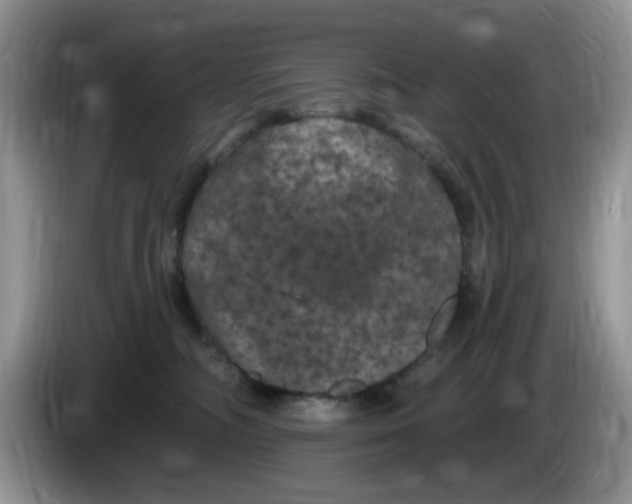 X0000084050326200703092057