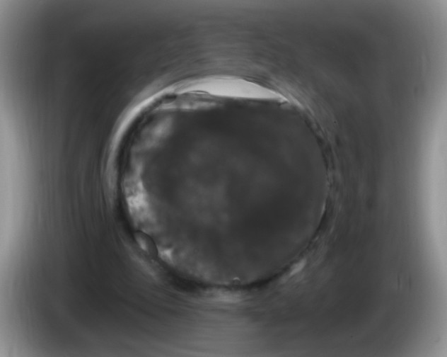 X0000084050343200703092057