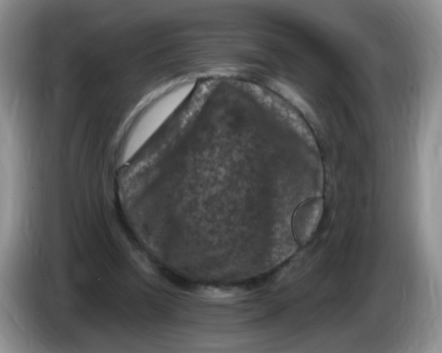 X0000084050346200703092057