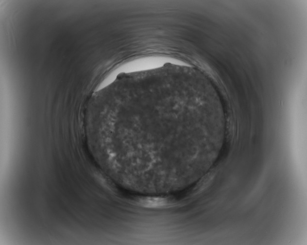 X0000084050361200703092057