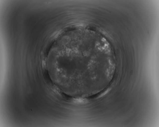 X0000084050432200703092056