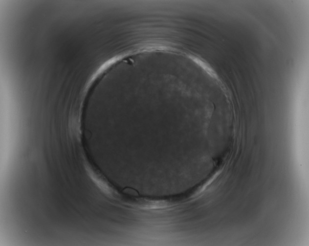 X0000084050438200703092055