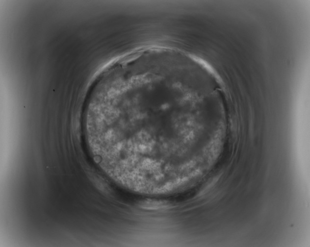 X0000084050487200703092055