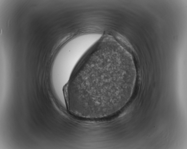 X0000084050538200703092054