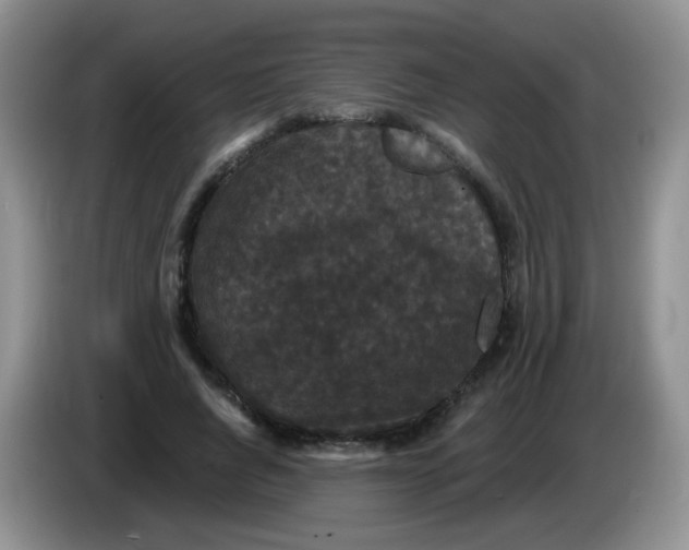 X0000084050736200703092052