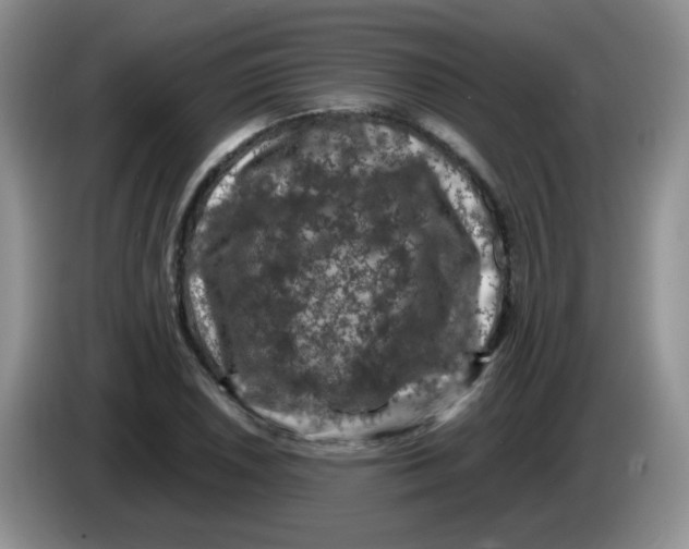 X0000084051026200703092048