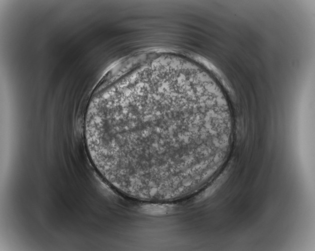 X0000084051185200703092046