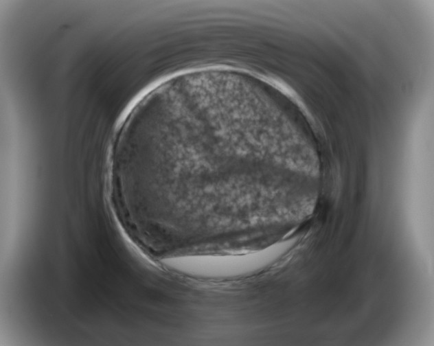 X0000084051524200703092042