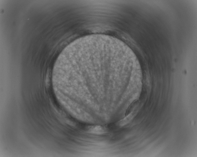 X0000084050074200703161907