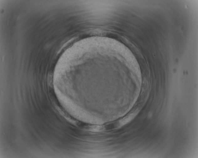 X0000084050096200703161908