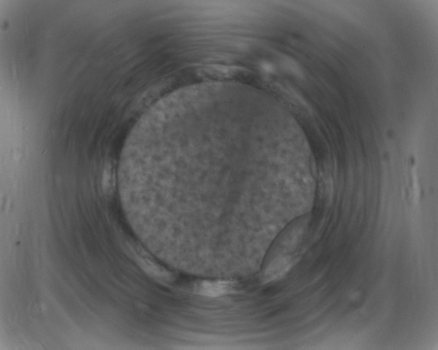 X0000084050134200703161906