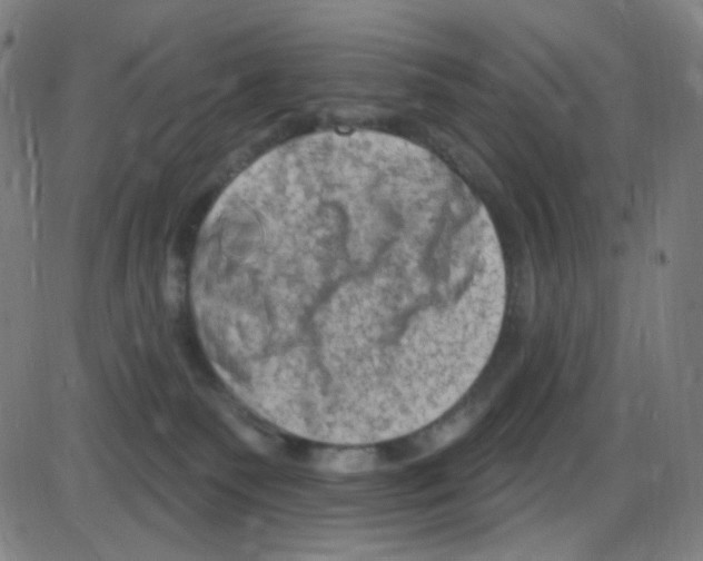 X0000084050135200703161906