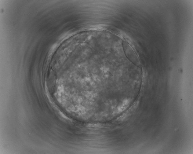 X0000084050145200703161905