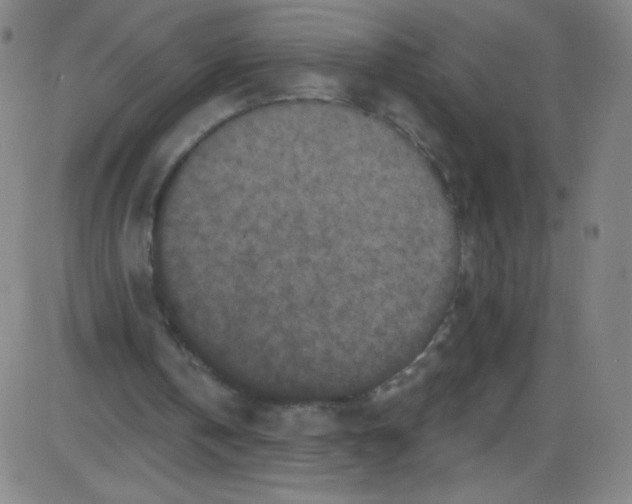 X0000084050146200703161905