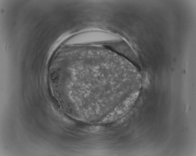 X0000084050152200703161905