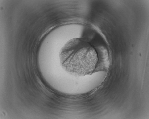 X0000084050154200703161905