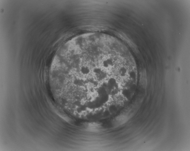 X0000084050165200703161906