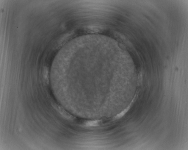 X0000084050178200703161906