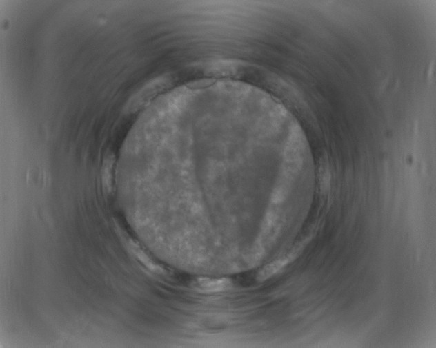 X0000084050185200703161906