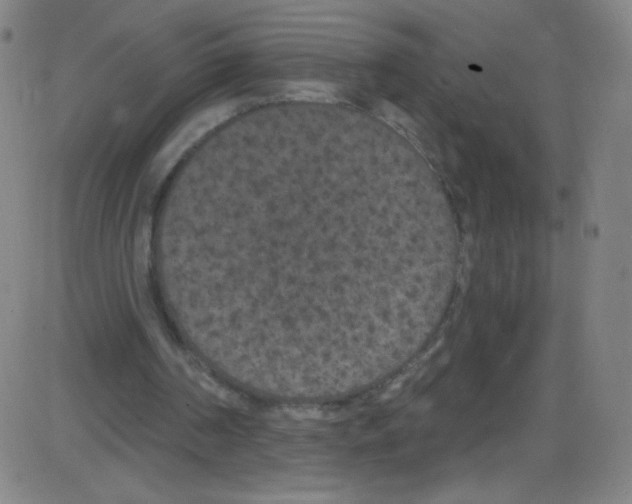 X0000084050194200703161905