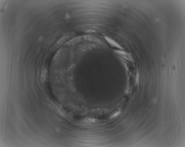 X0000084050227200703161905