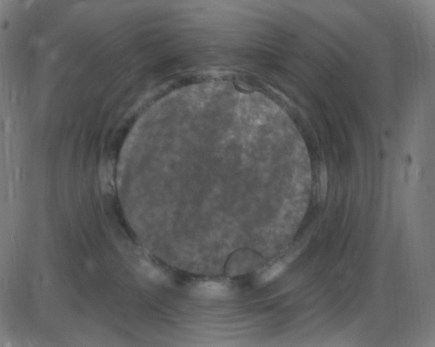 X0000084050236200703161905