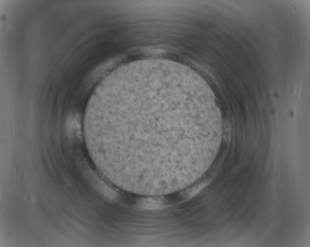 X0000084050238200703161905