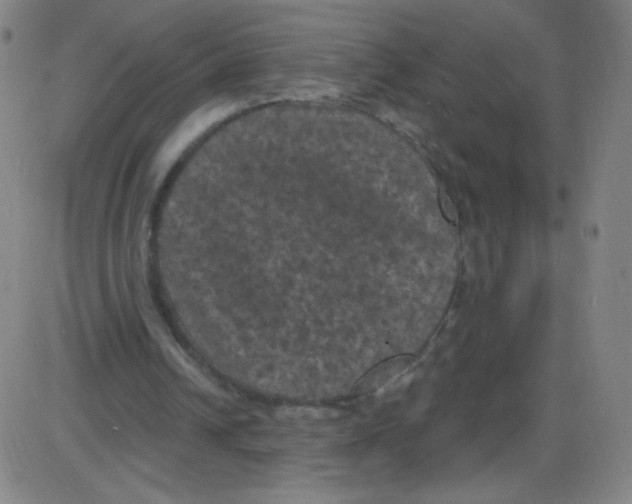 X0000084050242200703161904