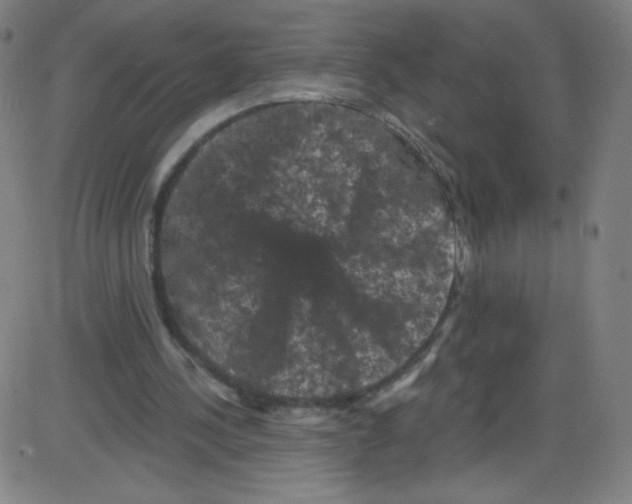 X0000084050244200703161904