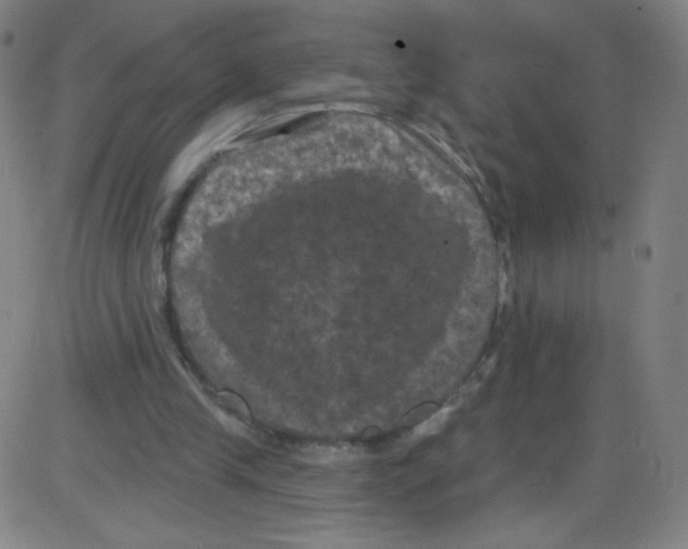 X0000084050245200703161904