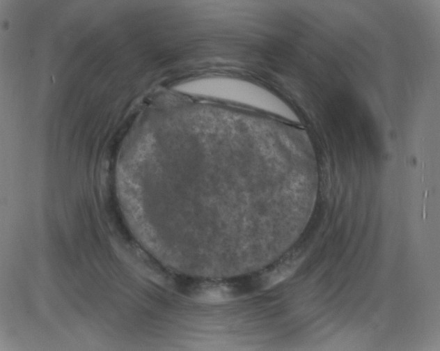 X0000084050263200703161904